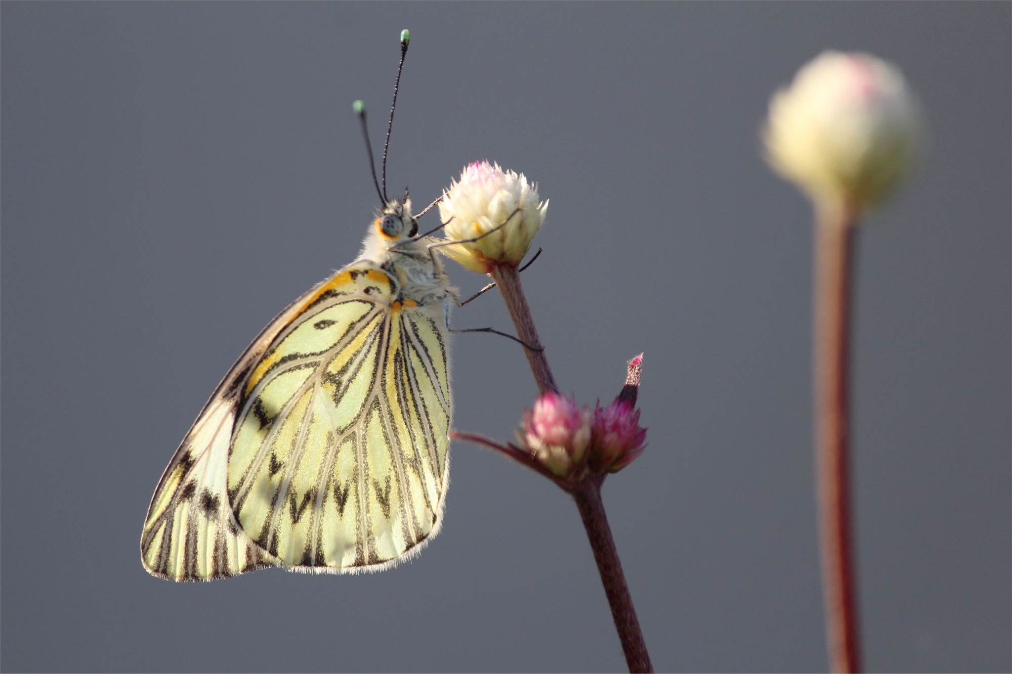 Borboleta Coração - Dudu Sperb